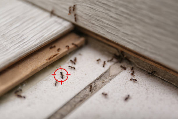 Best Wildlife Control Services  in La Grulla, TX