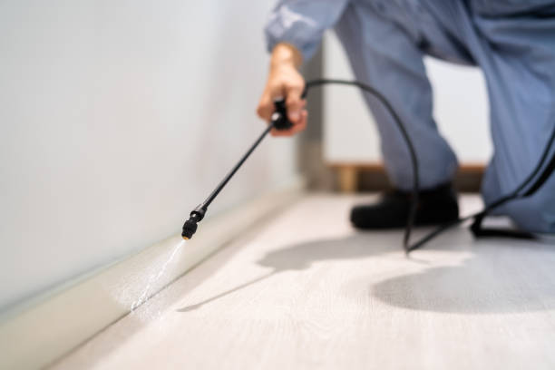 Best Wasp Removal Services  in La Grulla, TX