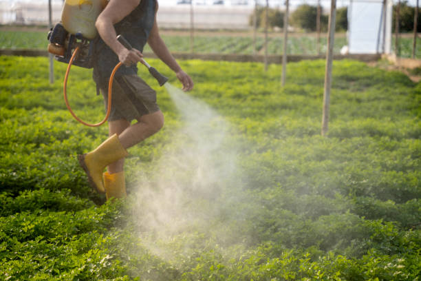 Best Flea Control Services  in La Grulla, TX