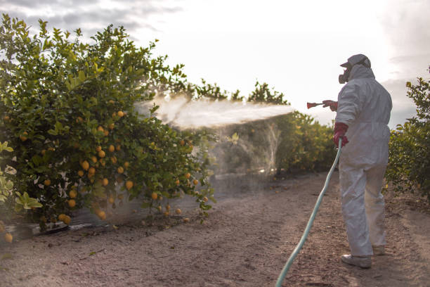 Best Pest Control for Restaurants  in La Grulla, TX